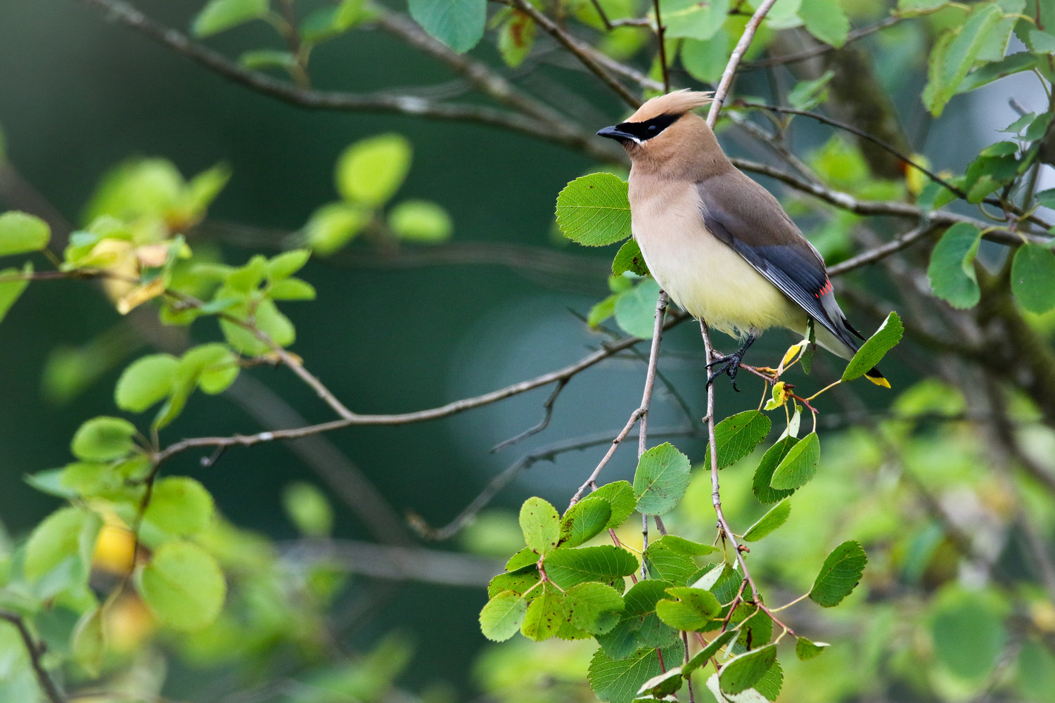 This is the Cedar Waxwing.